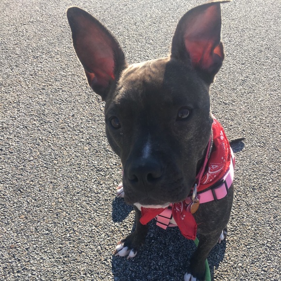 Meet your Posher, just call her Bindi ❤️ - Picture 4 of 4